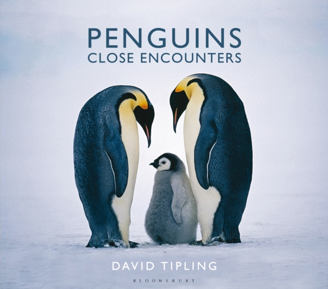 Penguins : Close Encounters, EPUB eBook
