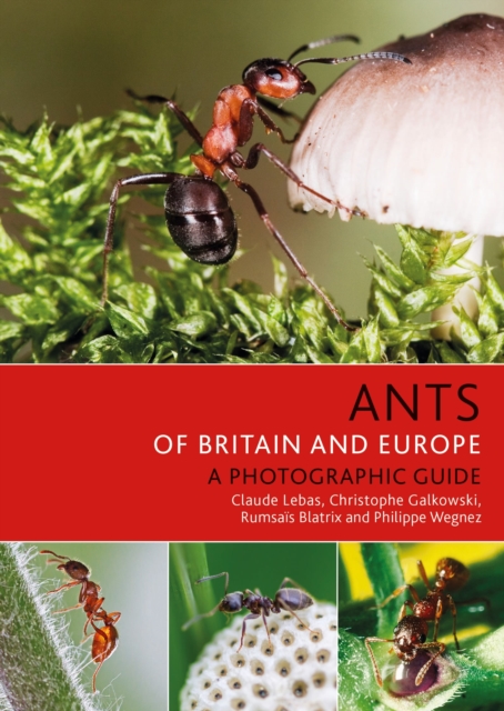 Ants of Britain and Europe, Paperback / softback Book
