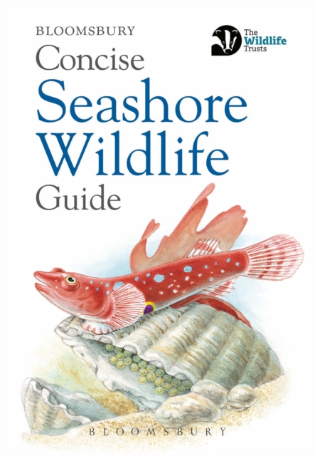 Concise Seashore Wildlife Guide, Paperback / softback Book
