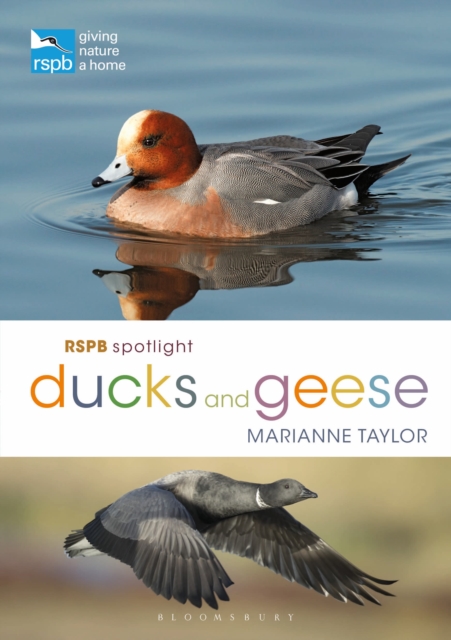 RSPB Spotlight Ducks and Geese, Paperback / softback Book