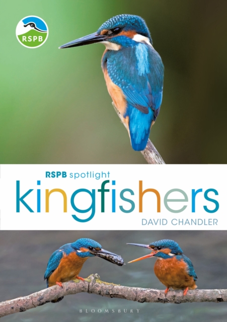 RSPB Spotlight Kingfishers, Paperback / softback Book