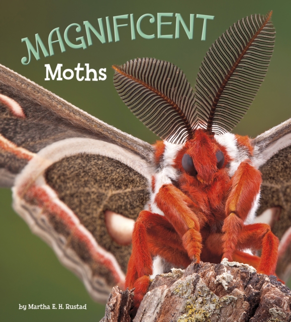 Magnificent Moths, PDF eBook