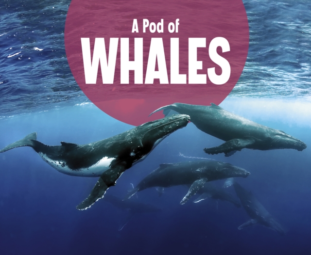 A Pod of Whales, Paperback / softback Book