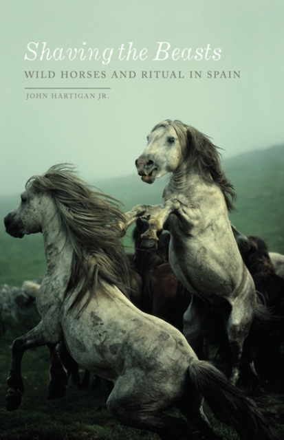 Shaving the Beasts : Wild Horses and Ritual in Spain, Paperback / softback Book