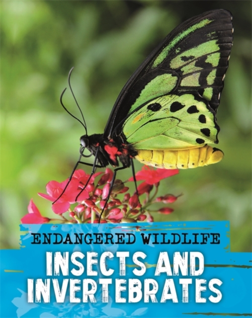 Endangered Wildlife: Rescuing Insects and Invertebrates, Paperback / softback Book