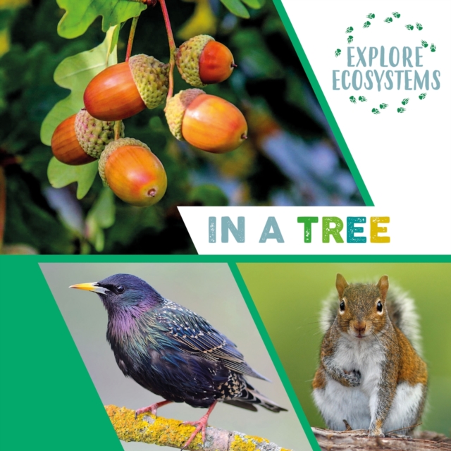 Explore Ecosystems: In a Tree, Hardback Book