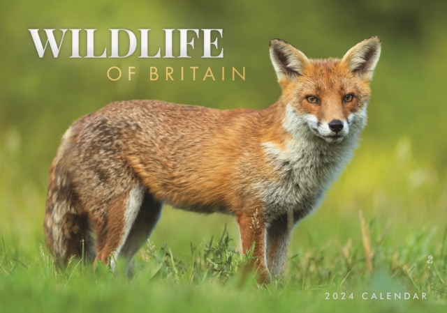 Wildlife of Britain A4 Calendar 2024, Calendar Book