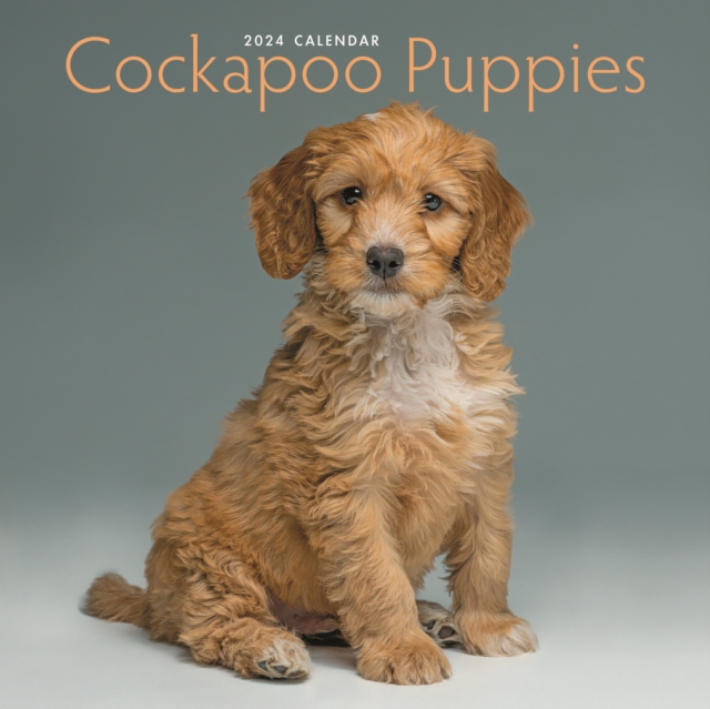 Cockapoo Puppies Mini Calendar 2024, Calendar Book