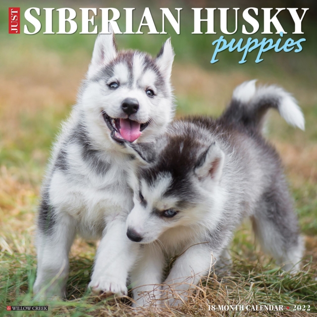 Huskies Schedule 2022 Just Siberian Husky Puppies 2022 Wall Calendar (Dog Breed): Willow Creek  Press: 9781549219641: Telegraph Bookshop
