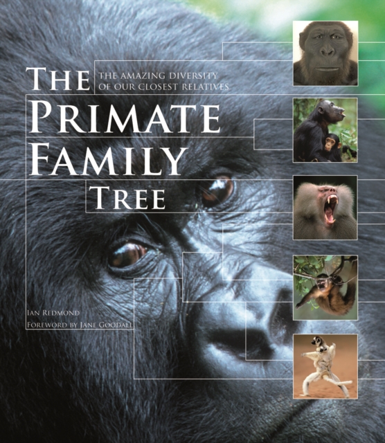 The Primate Family Tree : The Amazing Diversity of Our Closest Relatives, Paperback / softback Book