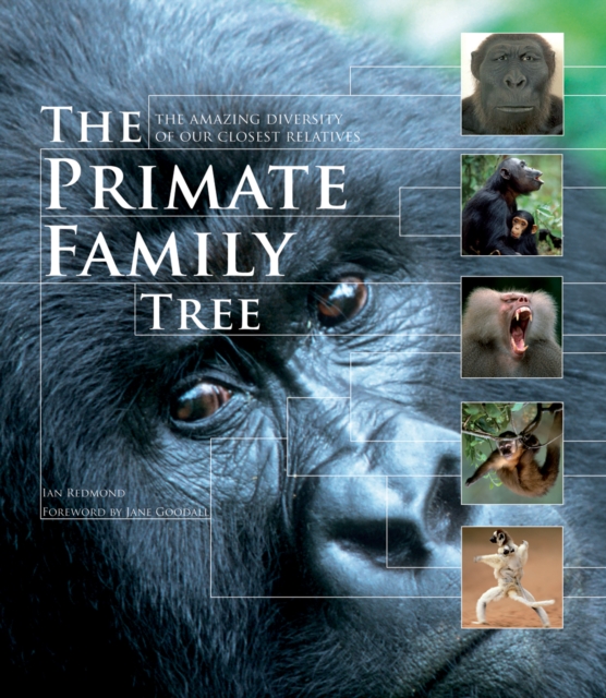 The Primate Family Tree : The Amazing Diversity of Our Closest Relatives, Paperback / softback Book