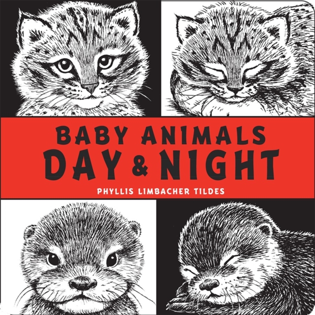 Baby Animals Day & Night, Board book Book
