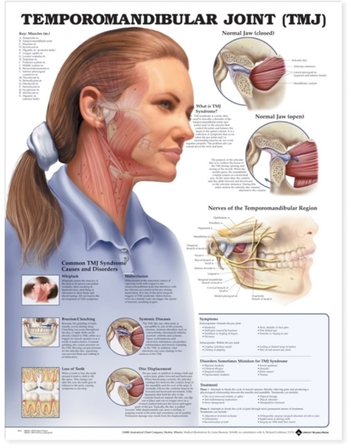 Temporomandibular Joint (TMJ) Anatomical Chart, Wallchart Book