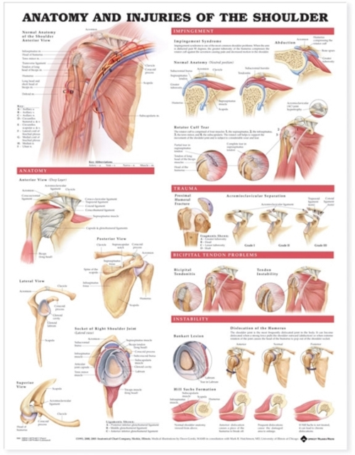 Anatomy and Injuries of the Shoulder Anatomical Chart, Wallchart Book