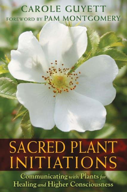 Sacred Plant Initiations : Communicating with Plants for Healing and Higher Consciousness, Paperback / softback Book