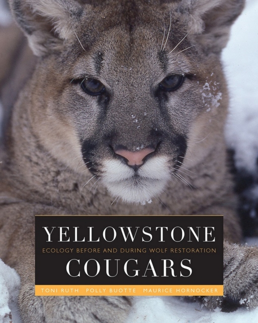 Yellowstone Cougars : Ecology before and during Wolf Restoration, EPUB eBook