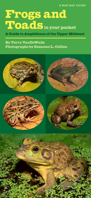 Frogs and Toads in Your Pocket : A Guide to Amphibians of the Upper Midwest, PDF eBook