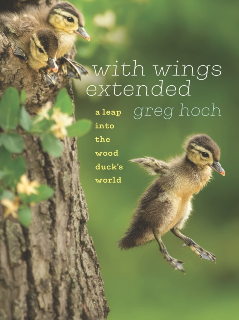 With Wings Extended : A Leap into the Wood Duck's World, EPUB eBook