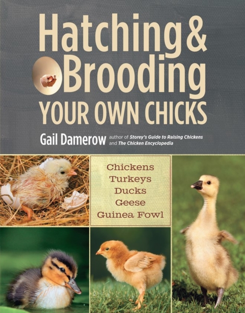Hatching & Brooding Your Own Chicks : Chickens, Turkeys, Ducks, Geese, Guinea Fowl, Paperback / softback Book