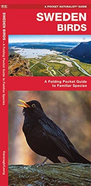 Sweden Birds : A Folding Pocket Guide to Familiar Species, Pamphlet Book