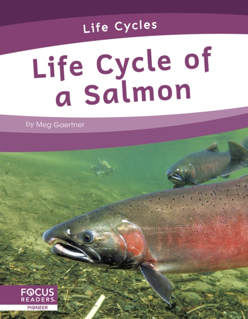 Life Cycles: Life Cycle of a Salmon, Paperback / softback Book