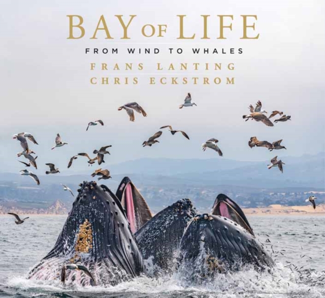 Bay of Life : From Wind to Whales, Hardback Book