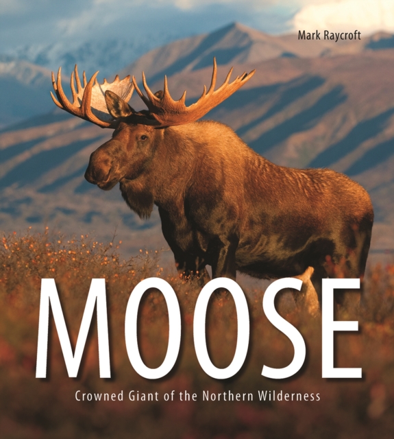 Moose: Crowned Giant of the Northern Wilderness, Paperback / softback Book