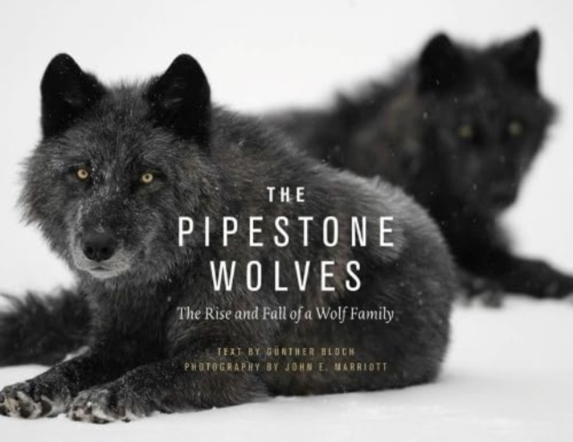The Pipestone Wolves : The Rise and Fall of a Wolf Family, Paperback / softback Book