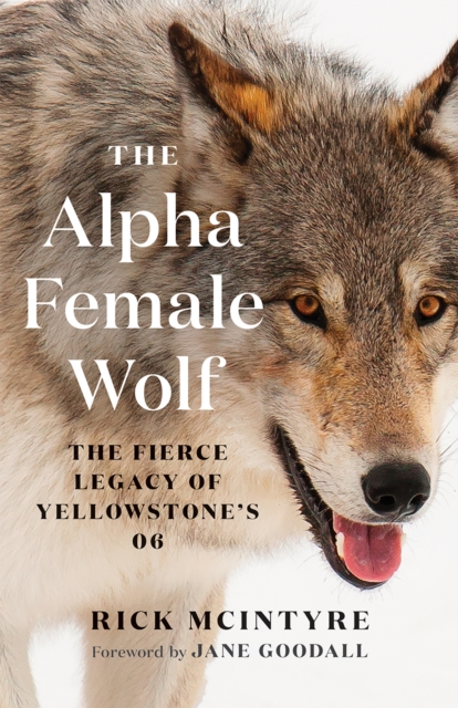 The Alpha Female Wolf : The Fierce Legacy of Yellowstone's 06, Paperback / softback Book