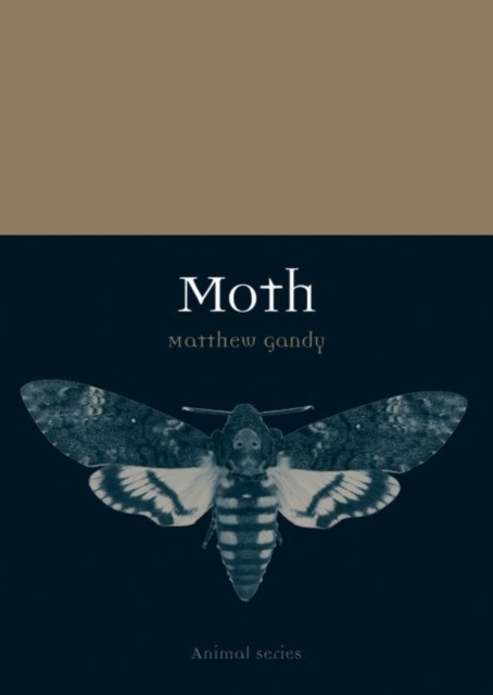 Moth, Paperback / softback Book