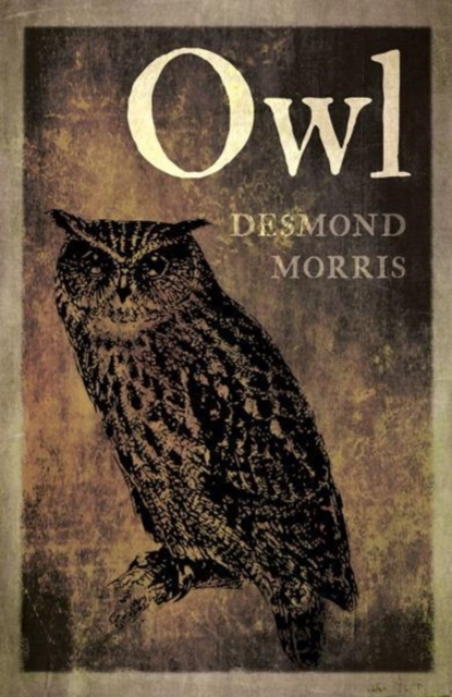 Owl, Paperback / softback Book