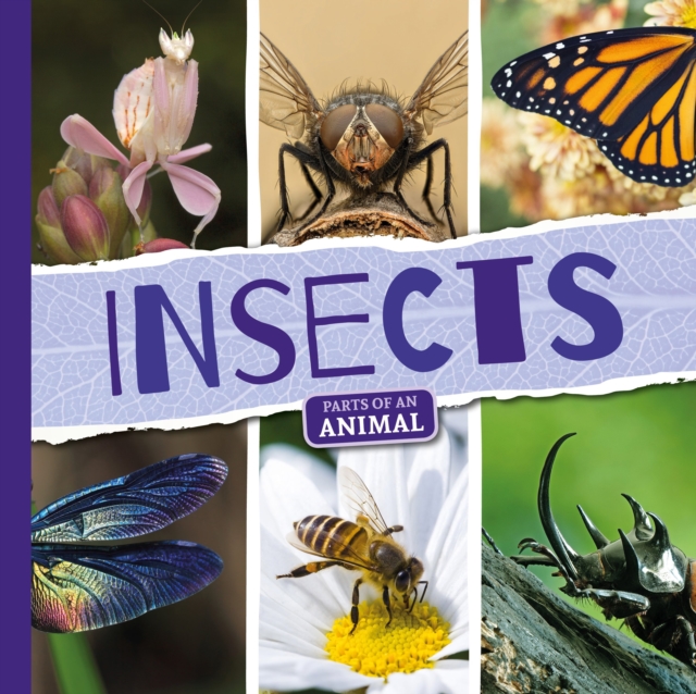 Insects, Hardback Book