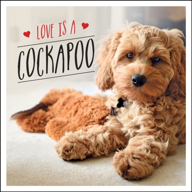 Love is a Cockapoo : A Dog-Tastic Celebration of the World's Cutest Breed, Hardback Book