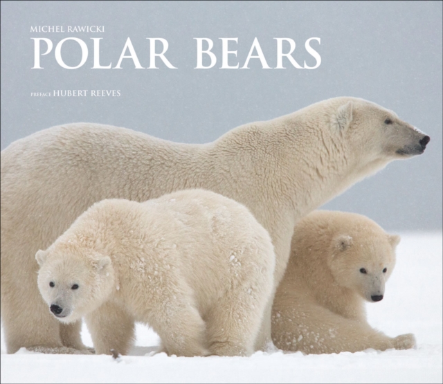 Polar Bears : A Life Under Threat, Hardback Book