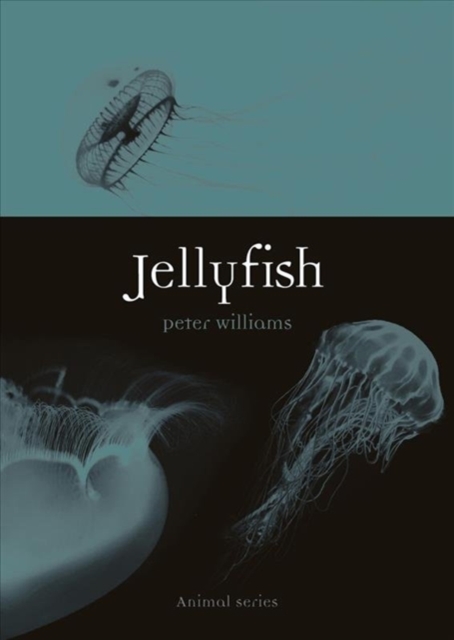 Jellyfish, Paperback / softback Book
