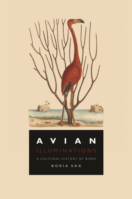 Avian Illuminations : A Cultural History of Birds, Hardback Book
