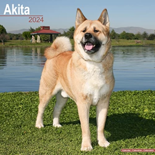 Akita Calendar 2024  Square Dog Breed Wall Calendar - 16 Month, Calendar Book