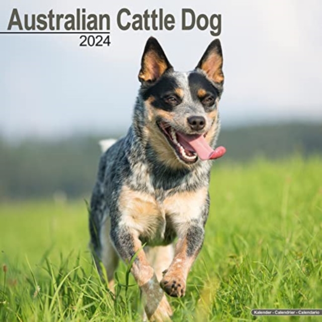 Australian Cattle Dog Calendar 2024  Square Dog Breed Wall Calendar - 16 Month, Calendar Book