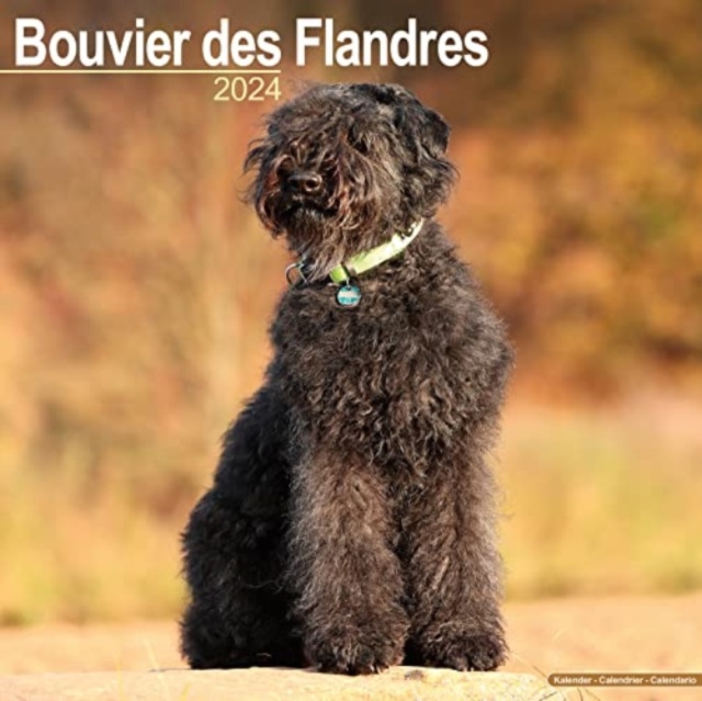 Bouvier Des Flandres (Euro) Calendar 2024  Square Dog Breed Wall Calendar - 16 Month, Calendar Book