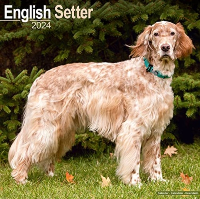 English Setter Calendar 2024  Square Dog Breed Wall Calendar - 16 Month, Calendar Book