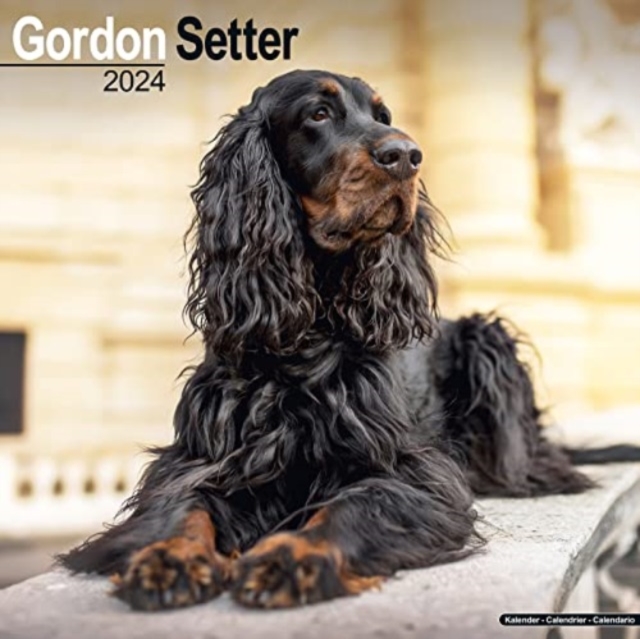 Gordon Setter Calendar 2024  Square Dog Breed Wall Calendar - 16 Month, Calendar Book