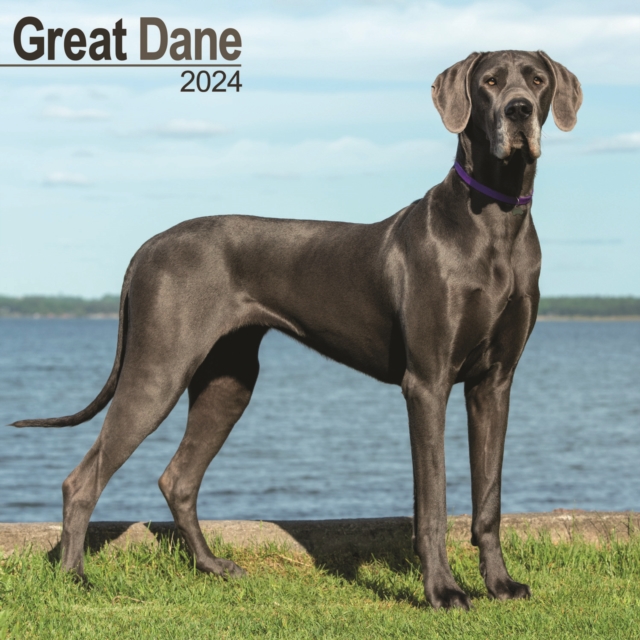 Great Dane (Euro) Calendar 2024  Square Dog Breed Wall Calendar - 16 Month, Calendar Book