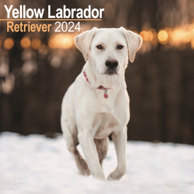 Labrador Ret (Yellow) Calendar 2024  Square Dog Breed Wall Calendar - 16 Month, Calendar Book