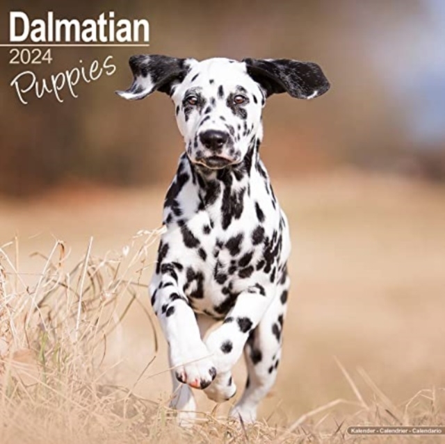 Dalmatian Puppies Calendar 2024  Square Dog Puppy Breed Wall Calendar - 16 Month, Calendar Book