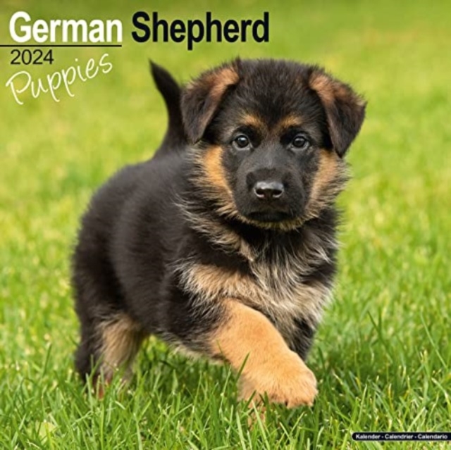 German Shepherd Puppies Calendar 2024  Square Dog Puppy Breed Wall Calendar - 16 Month, Calendar Book