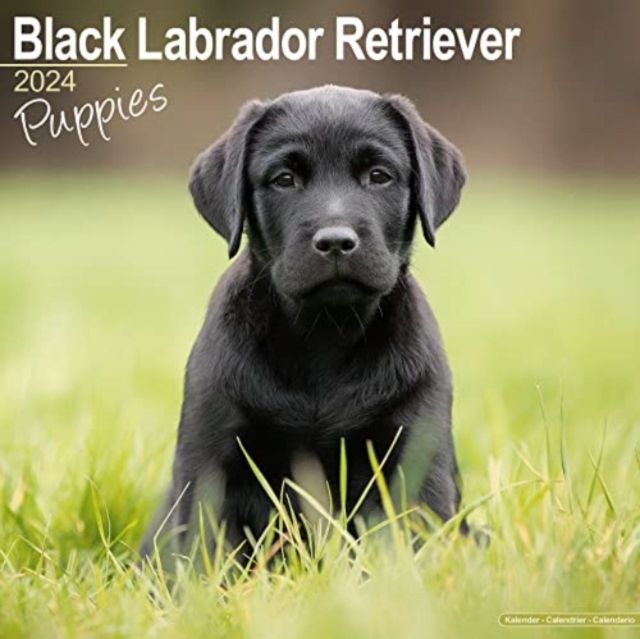 Black Labrador Puppies Calendar 2024  Square Dog Puppy Breed Wall Calendar - 16 Month, Calendar Book
