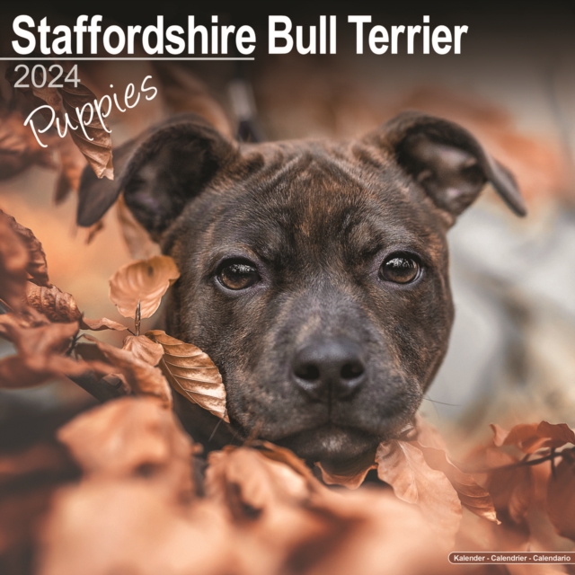 Staffordshire Bull Terrier Puppies Calendar 2024  Square Dog Puppy Breed Wall Calendar - 16 Month, Calendar Book