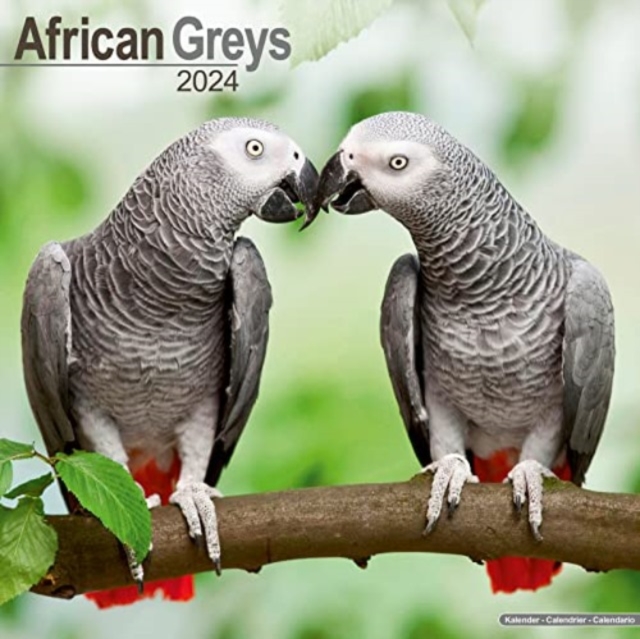 African Greys Calendar 2024  Square Bird Wall Calendar - 16 Month, Calendar Book