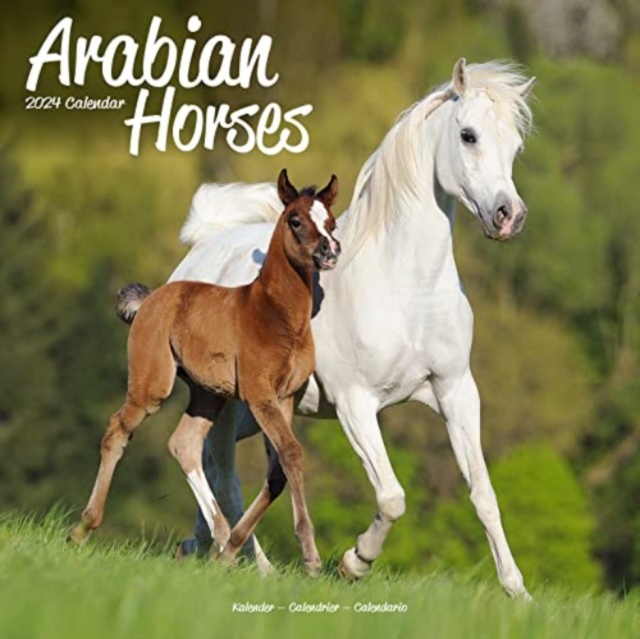 Arabian Horses Calendar 2024  Square Horses Wall Calendar - 16 Month, Calendar Book