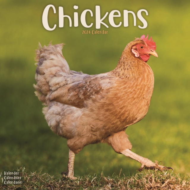 Chickens Calendar 2024  Square Farm Animals & Birds Wall Calendar - 16 Month, Calendar Book